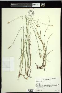 Carex siccata image