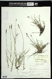 Carex scirpoidea image