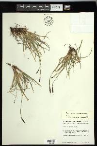 Carex scirpoidea subsp. scirpoidea image