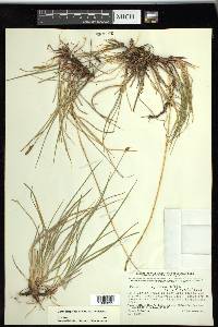 Carex scirpoidea subsp. scirpoidea image