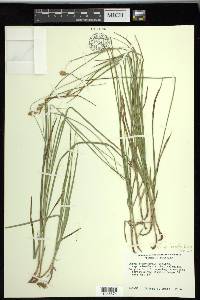 Carex siccata image