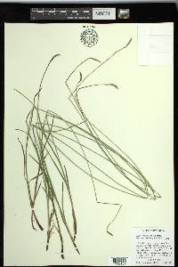 Carex scirpoidea subsp. stenochlaena image