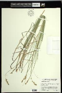 Carex siccata image