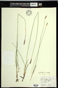 Carex scirpoidea image