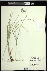 Carex silicea image