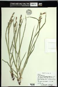 Carex shortiana image