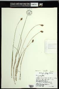 Carex waponahkikensis image