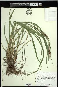 Carex shortiana image