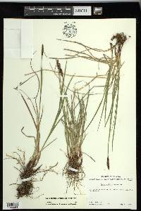 Carex scirpoidea subsp. scirpoidea image