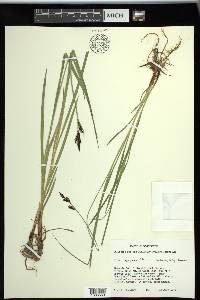 Carex scopulorum image