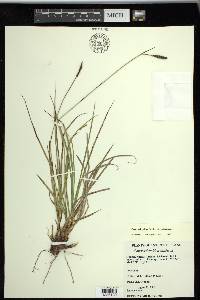 Carex scirpoidea subsp. scirpoidea image