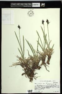 Carex scopulorum image