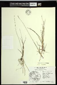 Carex scirpoidea subsp. scirpoidea image