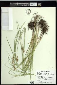 Carex shinnersii image