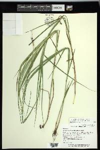 Carex shinnersii image