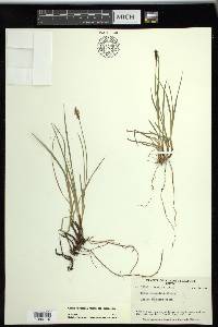 Carex scirpoidea image