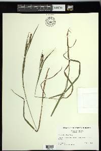 Carex shortiana image