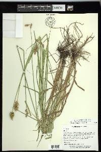 Carex shinnersii image