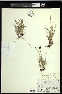 Carex scirpoidea subsp. scirpoidea image