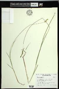 Carex siccata image