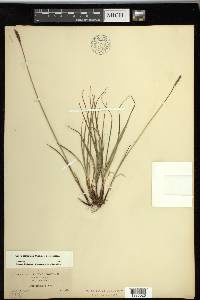 Carex scirpoidea subsp. scirpoidea image