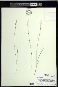 Carex seorsa image