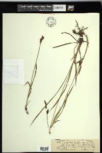 Carex scopulorum image