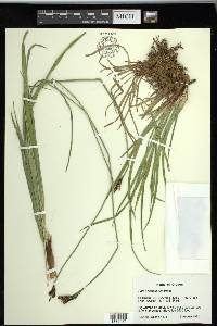 Carex scopulorum image