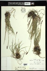 Carex scirpoidea subsp. scirpoidea image