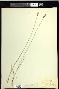 Carex siccata image