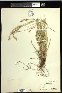 Carex silicea image