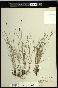 Carex scirpoidea subsp. scirpoidea image