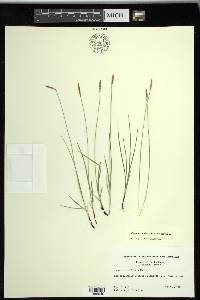 Carex scirpoidea image