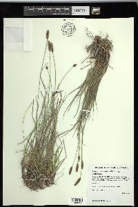 Carex scirpoidea image