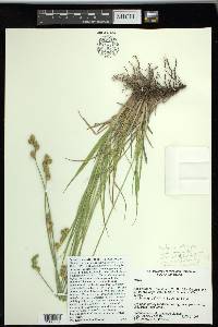 Carex shinnersii image