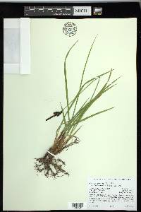 Carex scopulorum var. bracteosa image