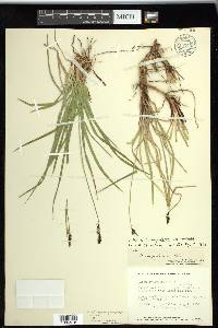 Carex scopulorum image