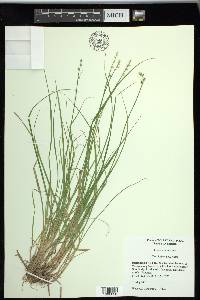 Carex seorsa image