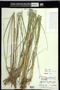 Carex simulata image