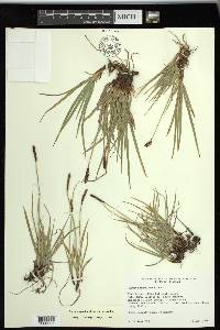 Carex scirpoidea subsp. scirpoidea image