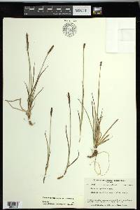 Carex scirpoidea subsp. scirpoidea image