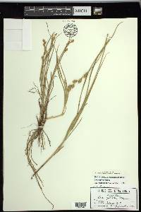 Carex silicea image