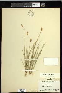 Carex scirpoidea subsp. scirpoidea image