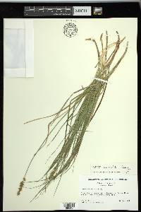 Carex siccata image