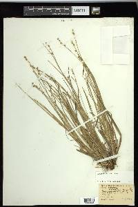 Carex seorsa image