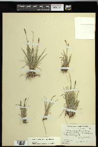 Carex scirpoidea subsp. scirpoidea image