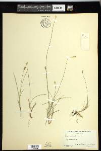 Carex siccata image