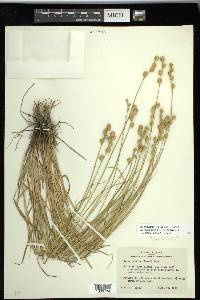 Carex shinnersii image