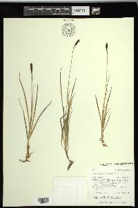 Carex scirpoidea image