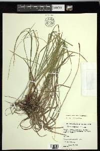 Carex scirpoidea image